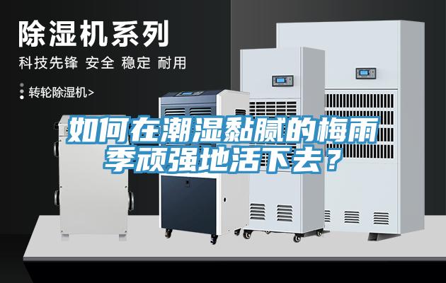 如何在潮濕黏膩的梅雨季頑強(qiáng)地活下去?