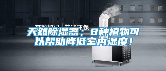 天然除濕器；8種植物可以幫助降低室內(nèi)濕度！