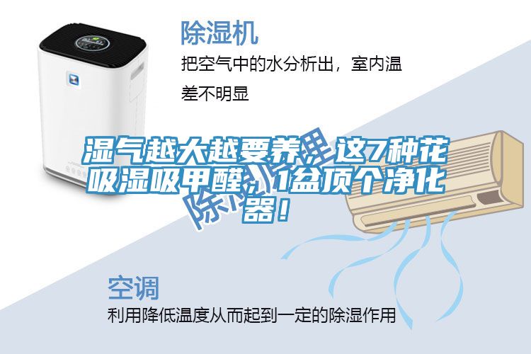 濕氣越大越要養，這7種花吸濕吸甲醛，1盆頂個凈化器！